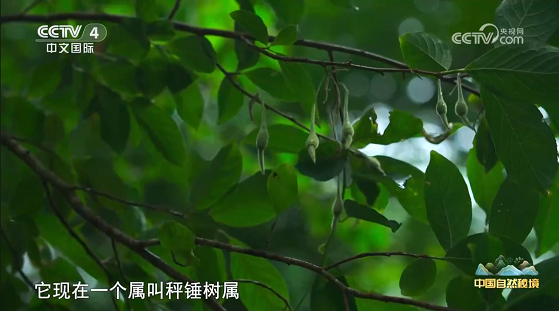 果期.png